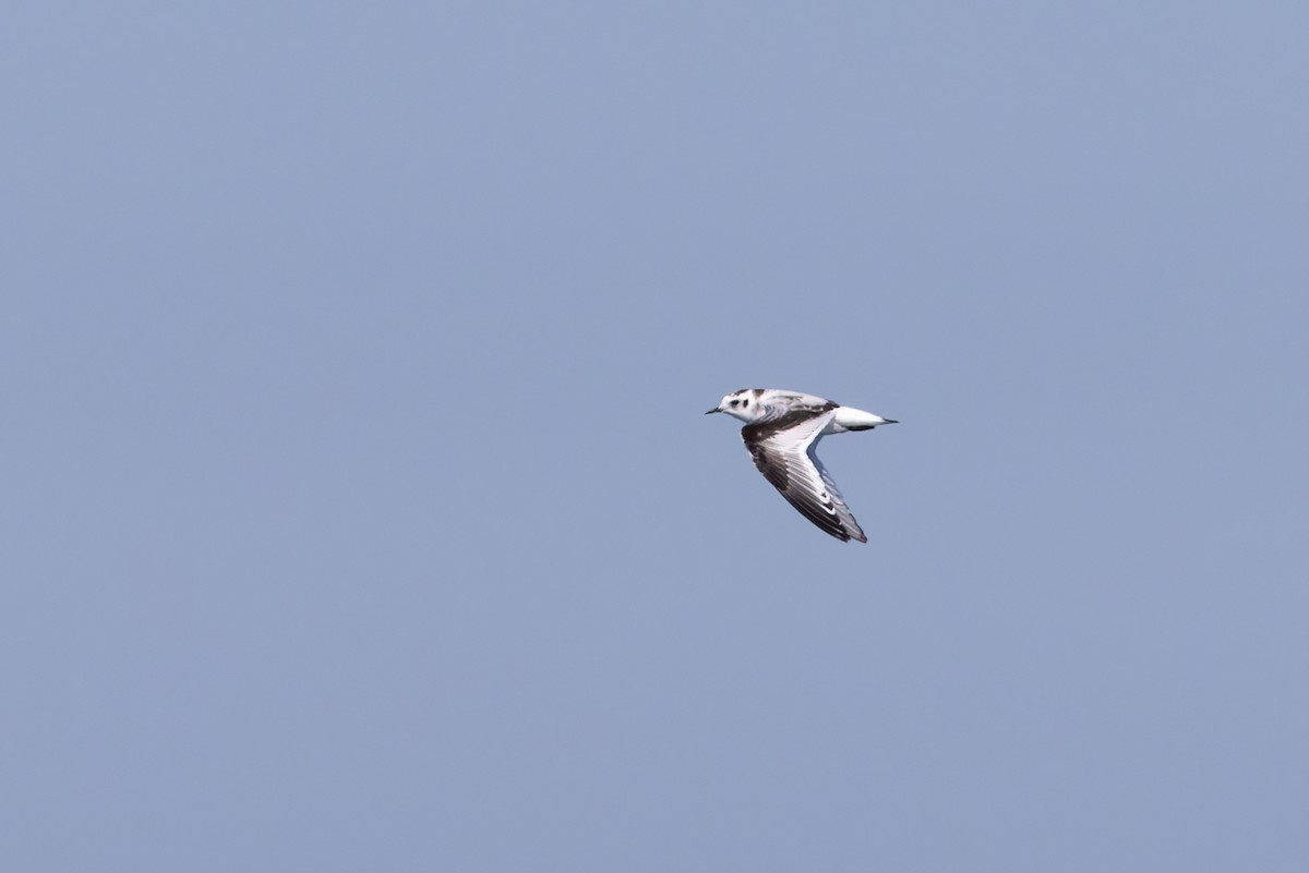 Mouette pygmée - ML642673529
