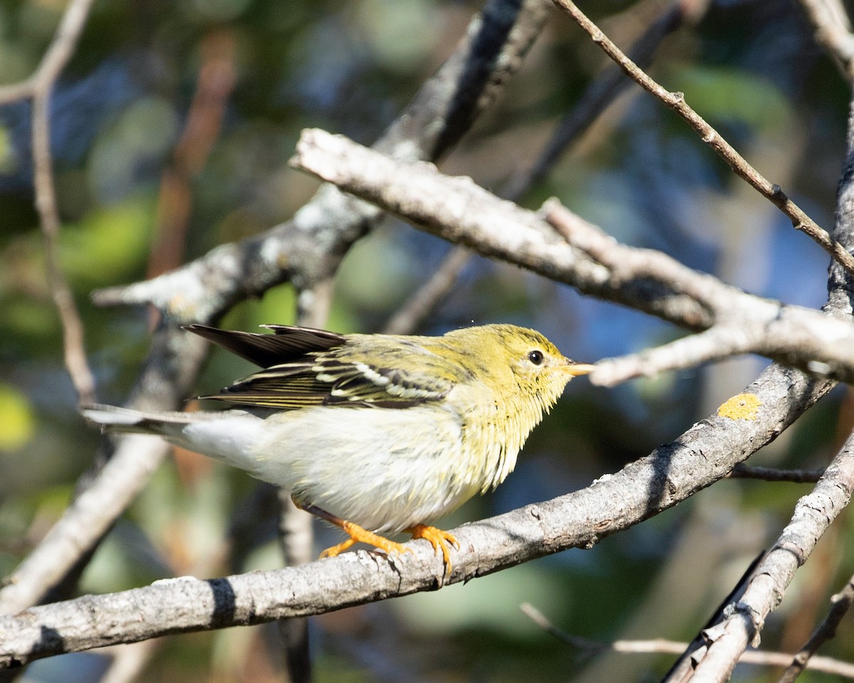 Blackpoll Warbler - ML642673531