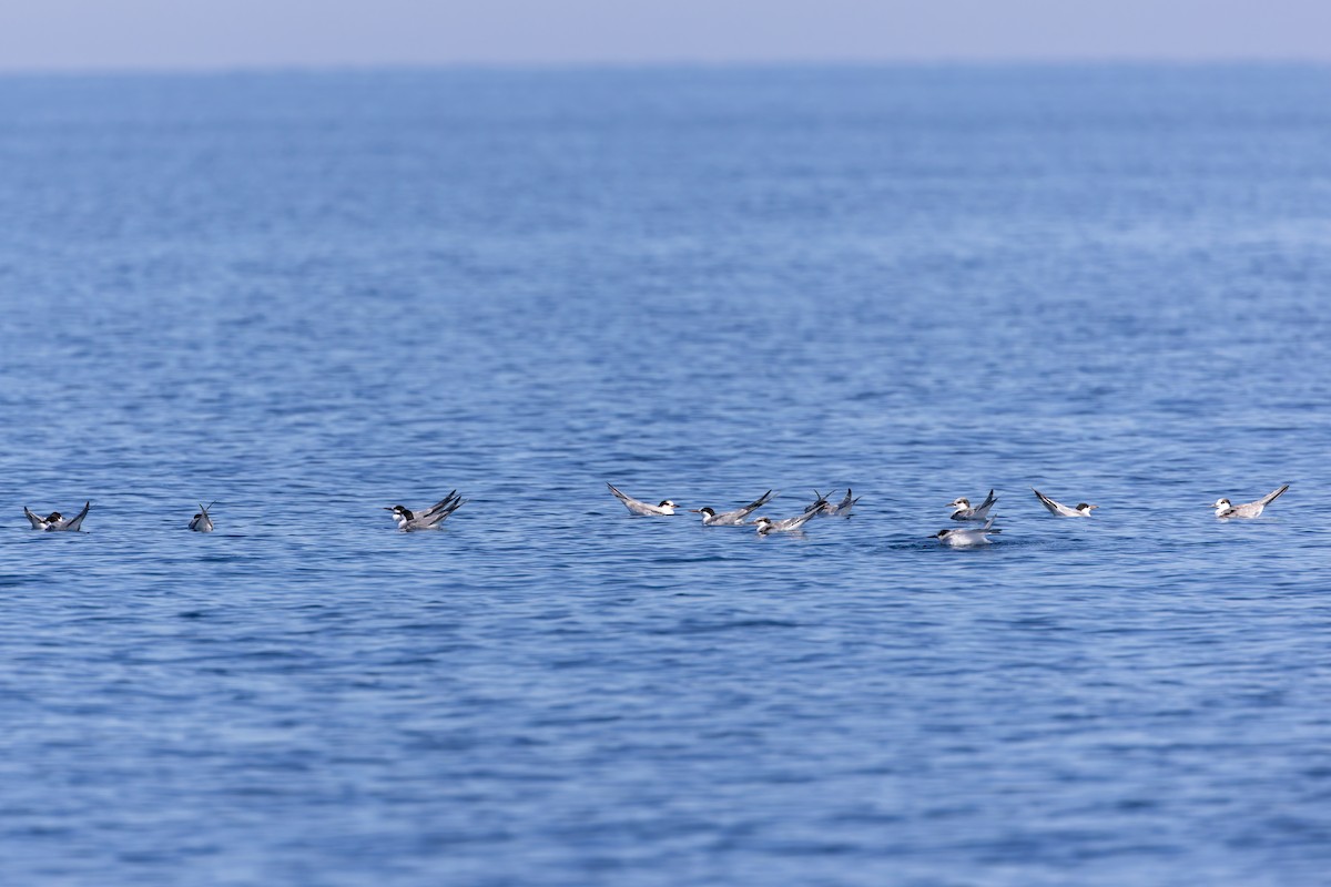 Flussseeschwalbe - ML642673533