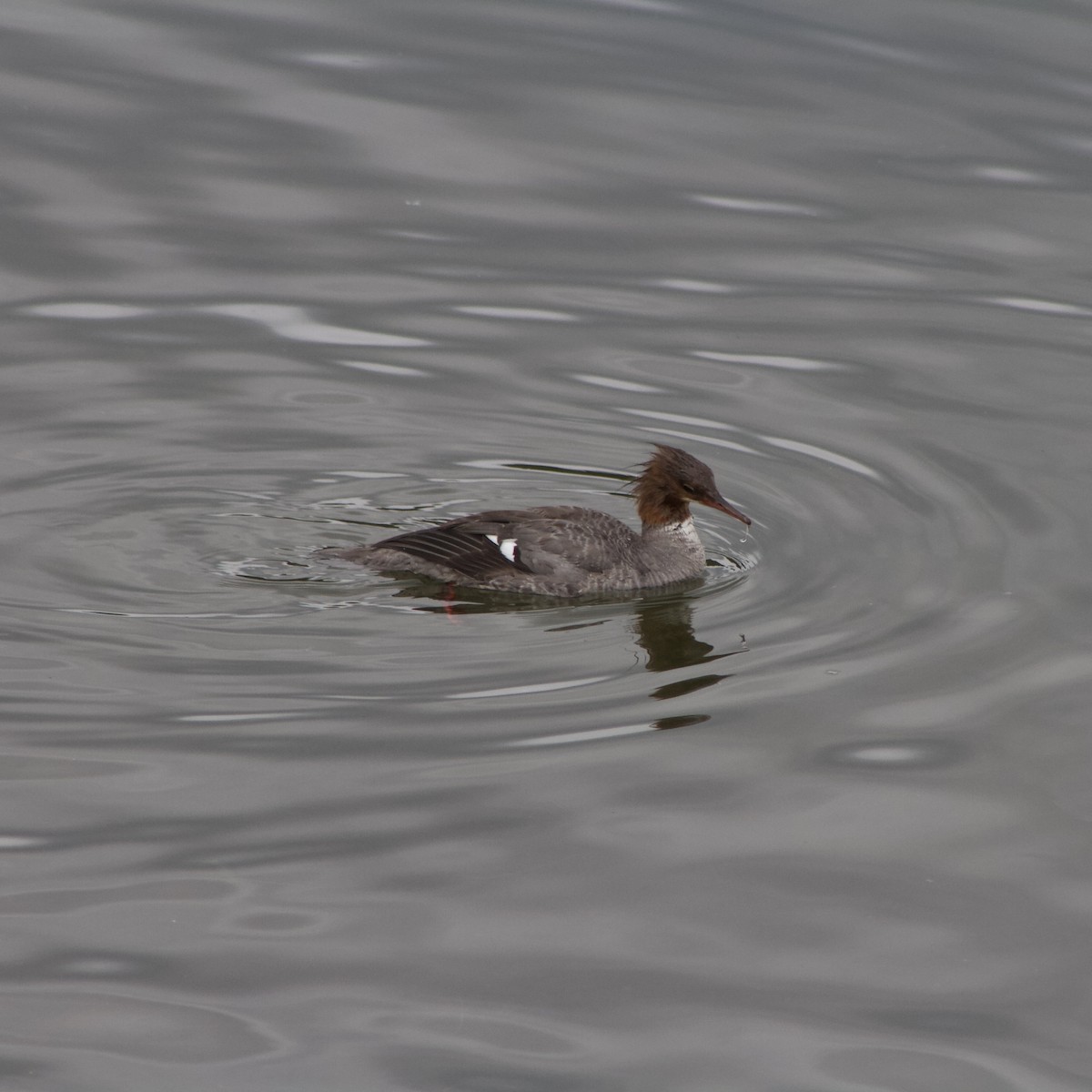 Common Merganser - ML642673534