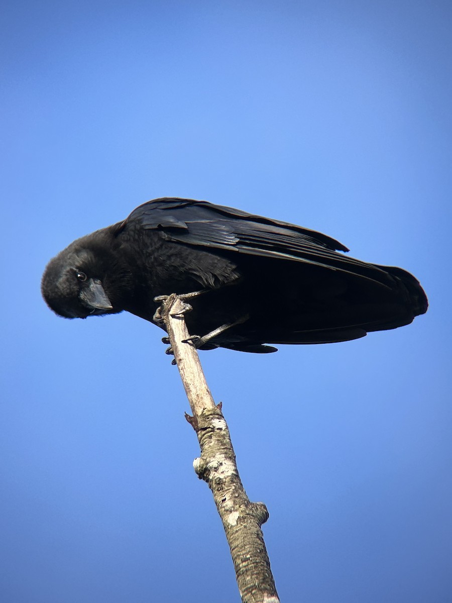 American Crow - ML642673539