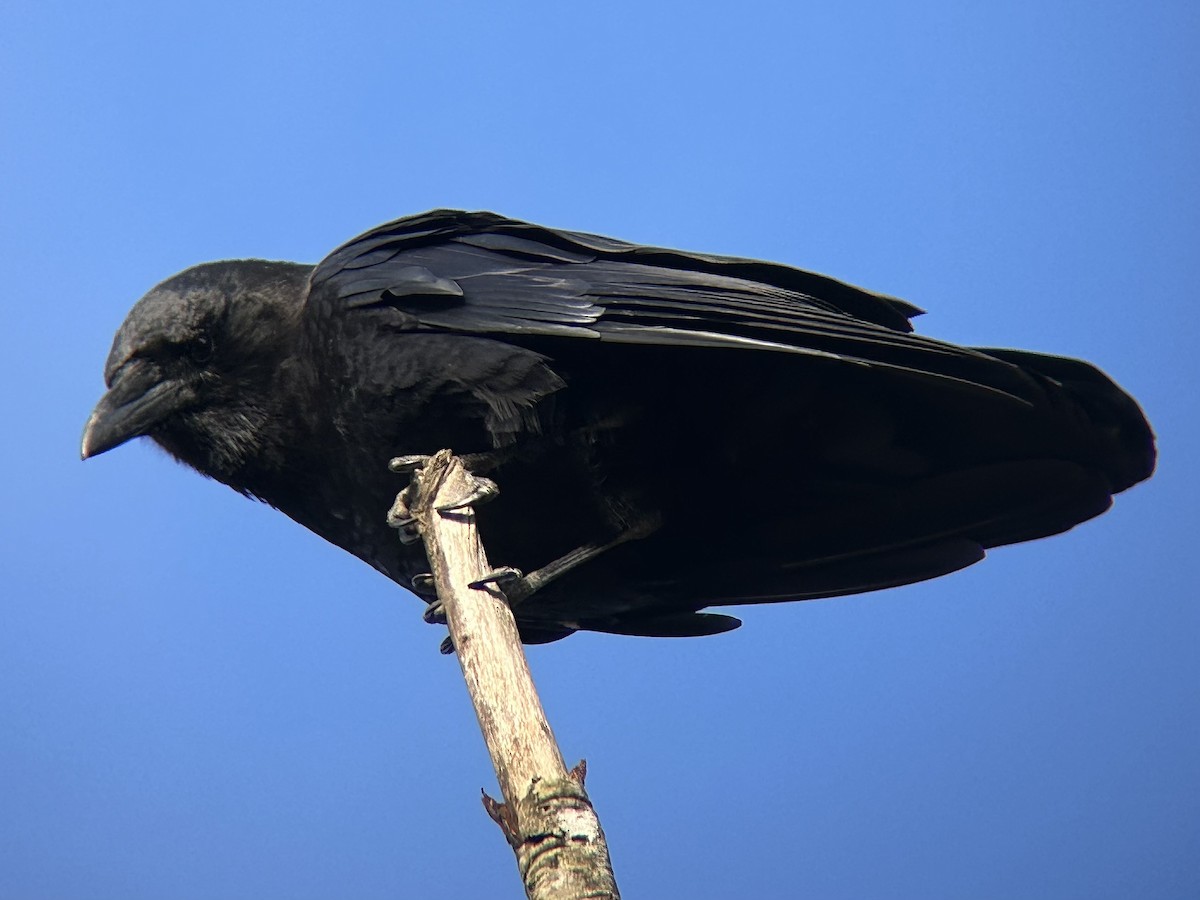 American Crow - ML642673540