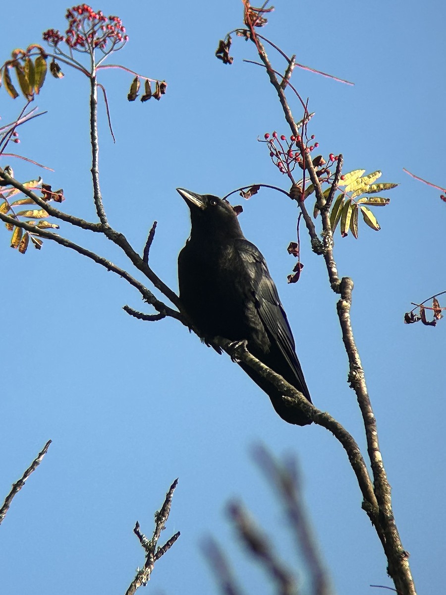 American Crow - ML642673541