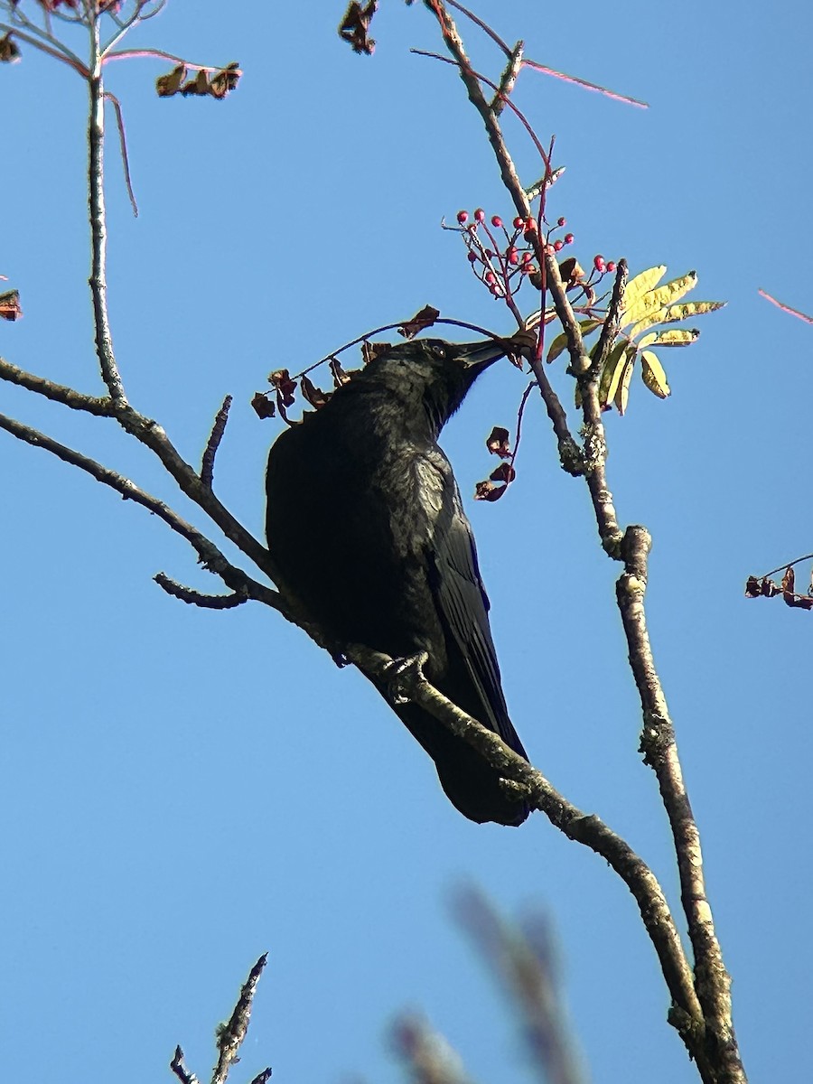 American Crow - ML642673542