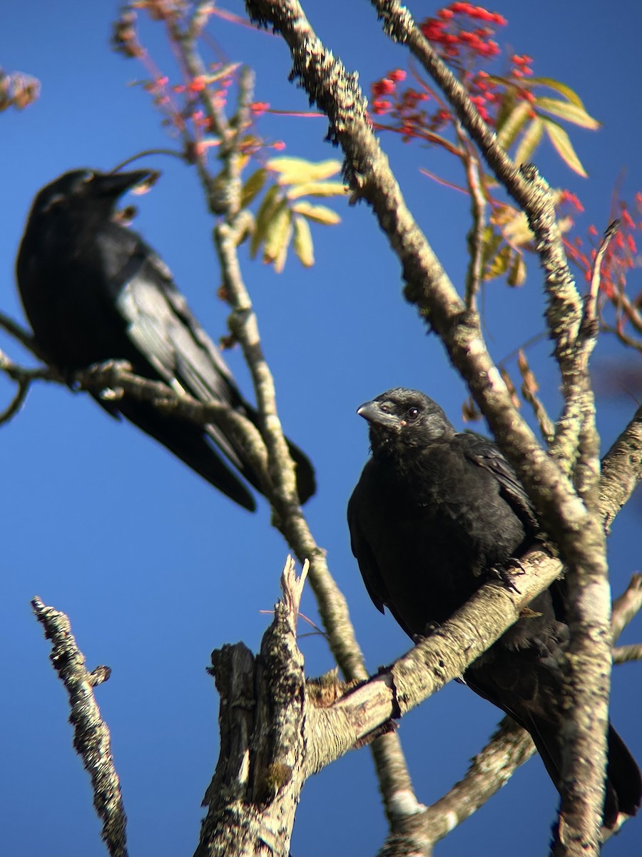 American Crow - ML642673543