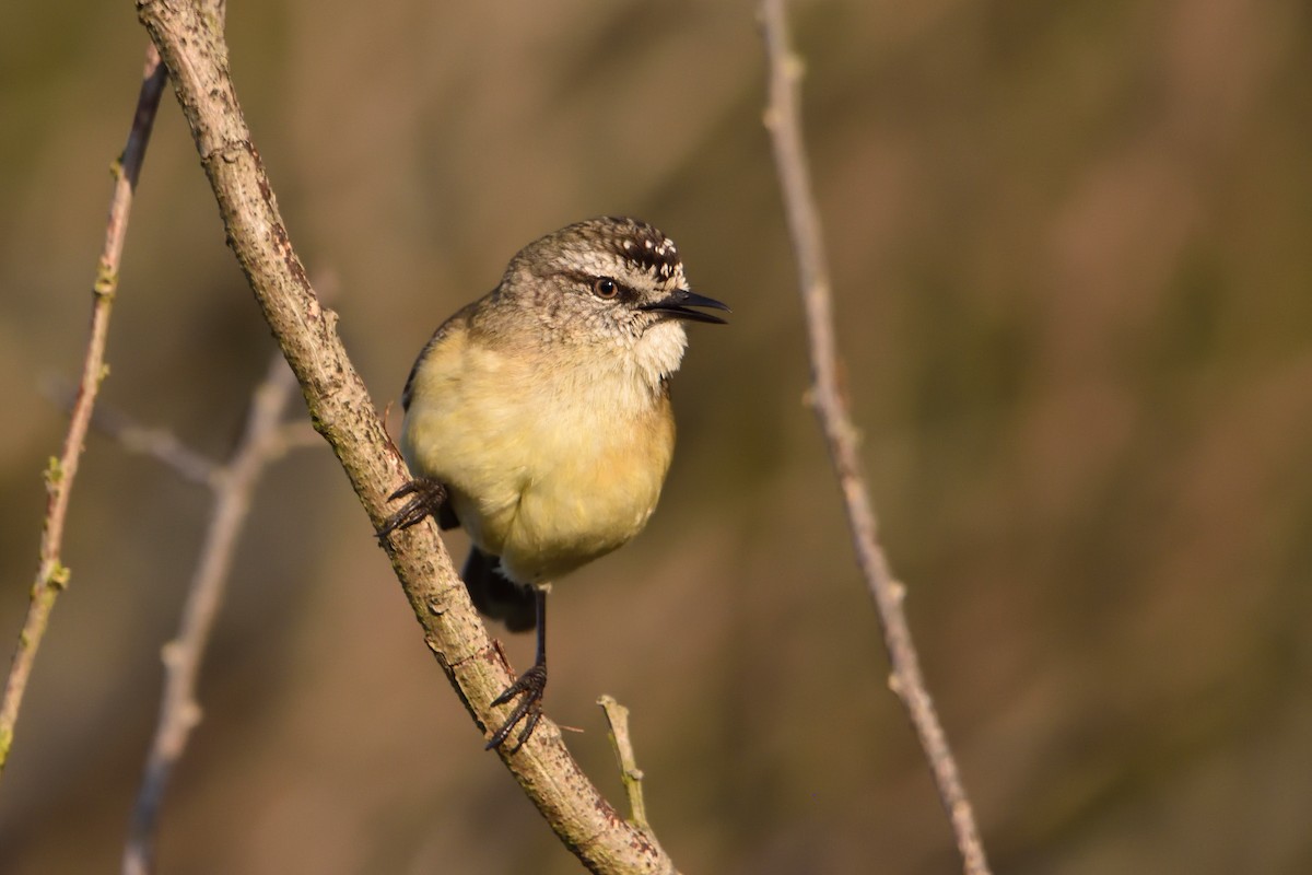 Yellow-rumped Thornbill - ML642673548