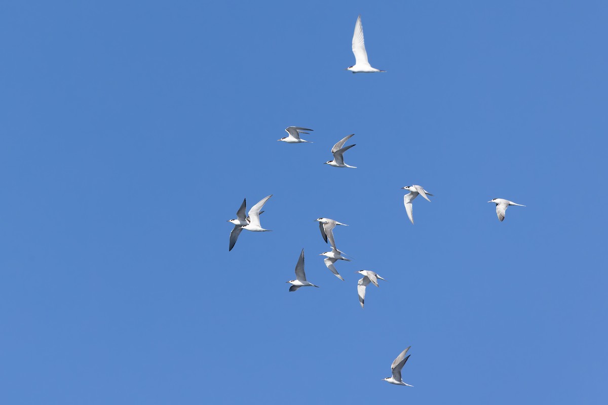 Flussseeschwalbe - ML642673549