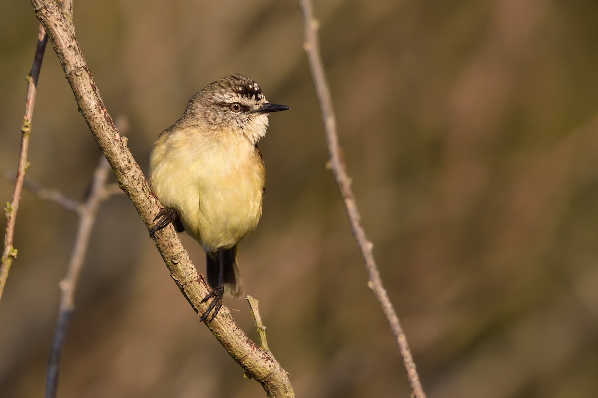 Yellow-rumped Thornbill - ML642673550