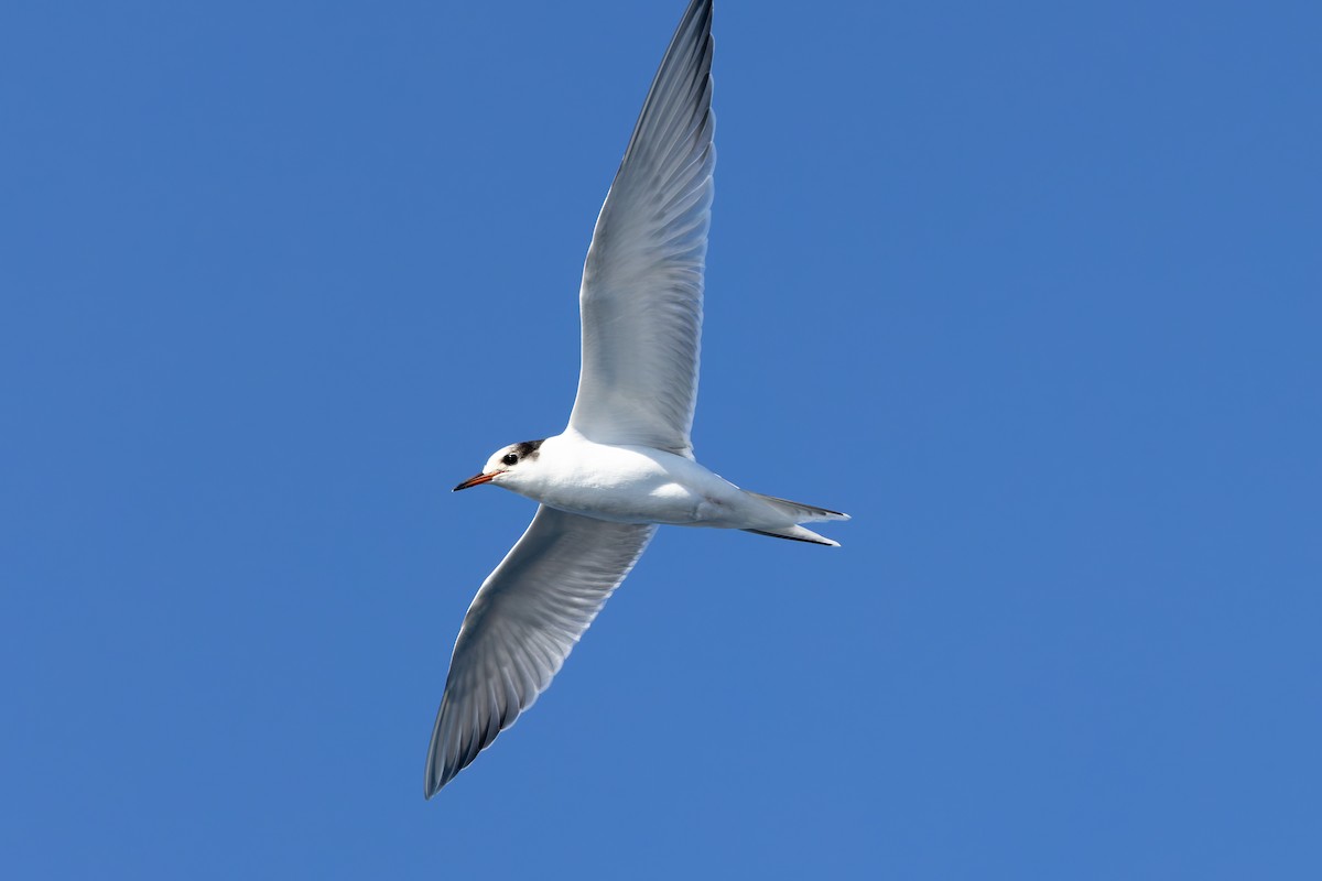 Flussseeschwalbe - ML642673554