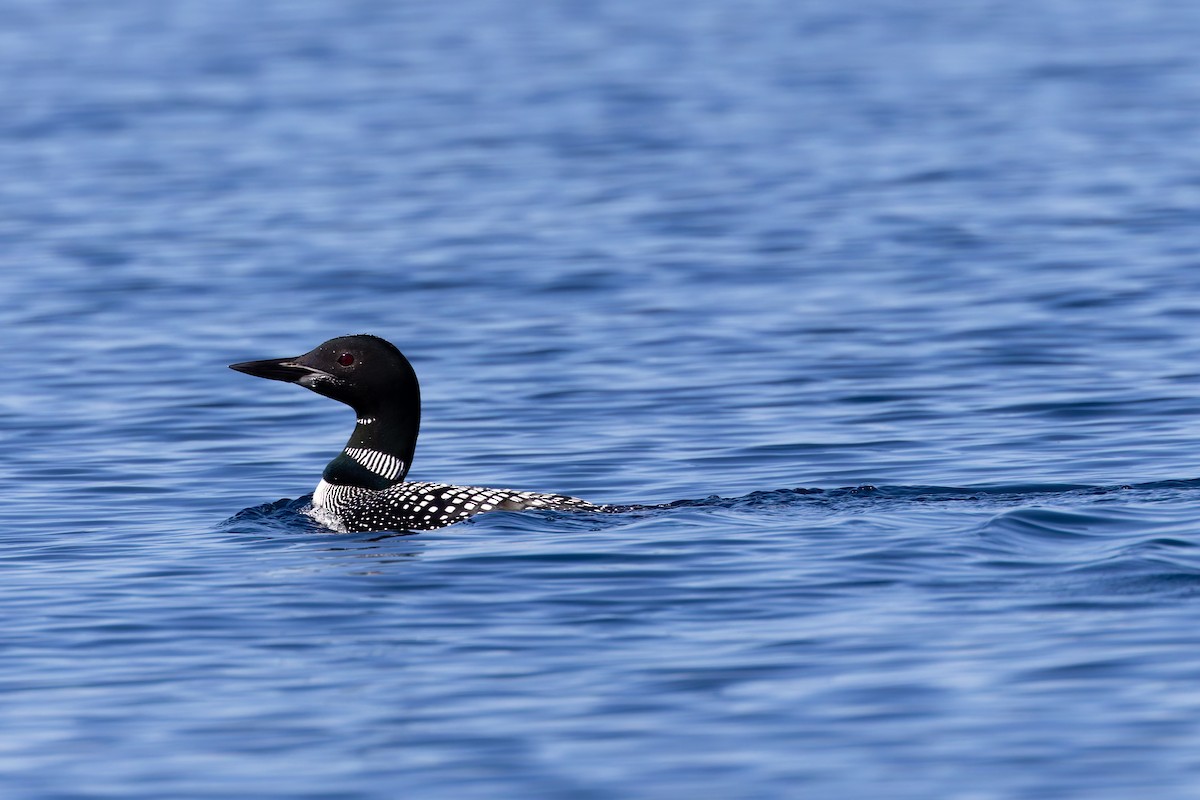 Eistaucher - ML642673568