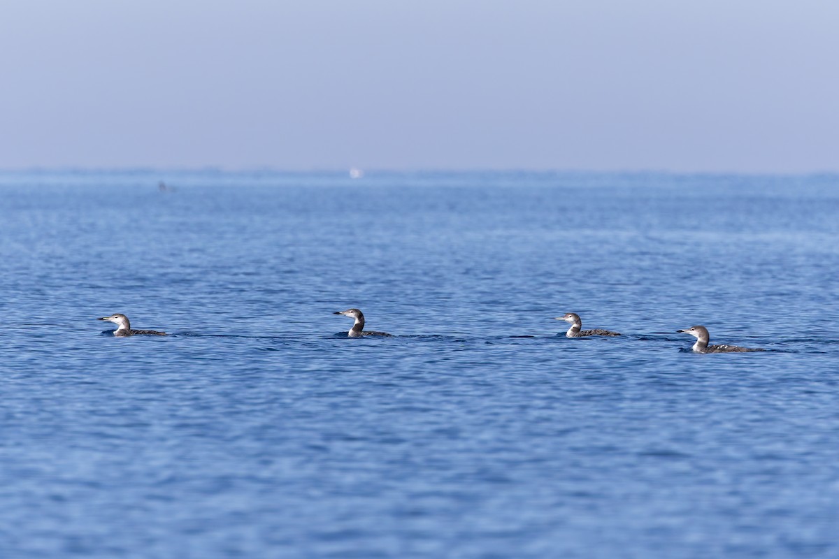 Eistaucher - ML642673573