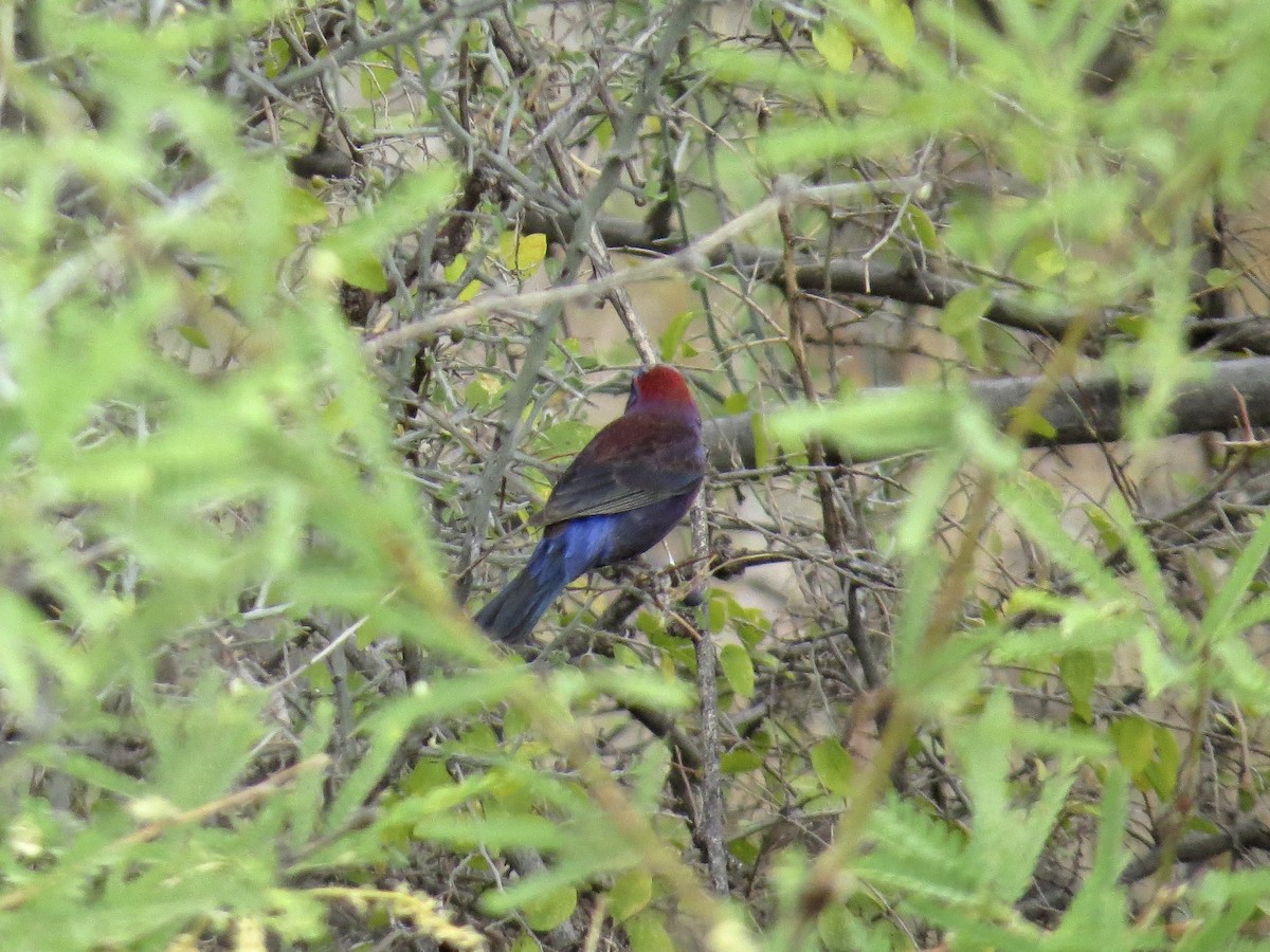 Varied Bunting - ML642673575