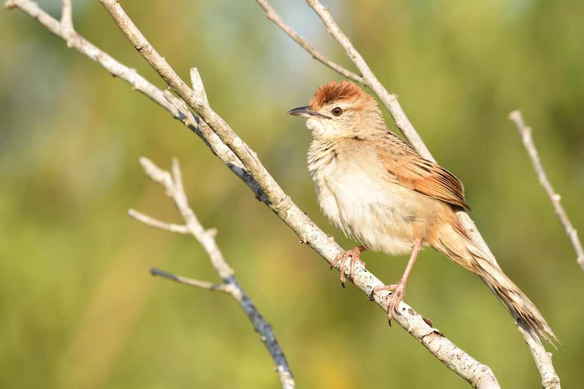 Tawny Grassbird - ML642673583