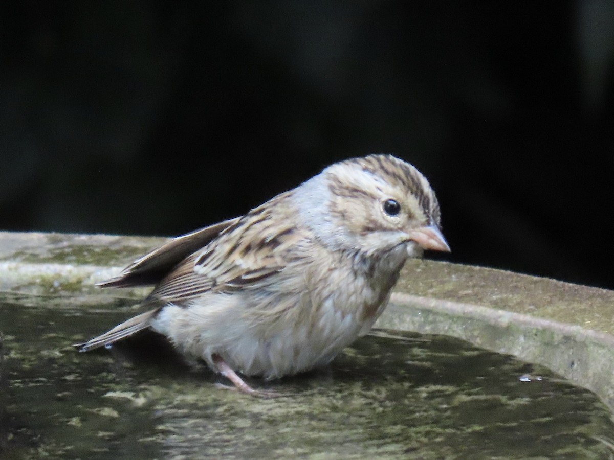 Clay-colored Sparrow - ML642673591
