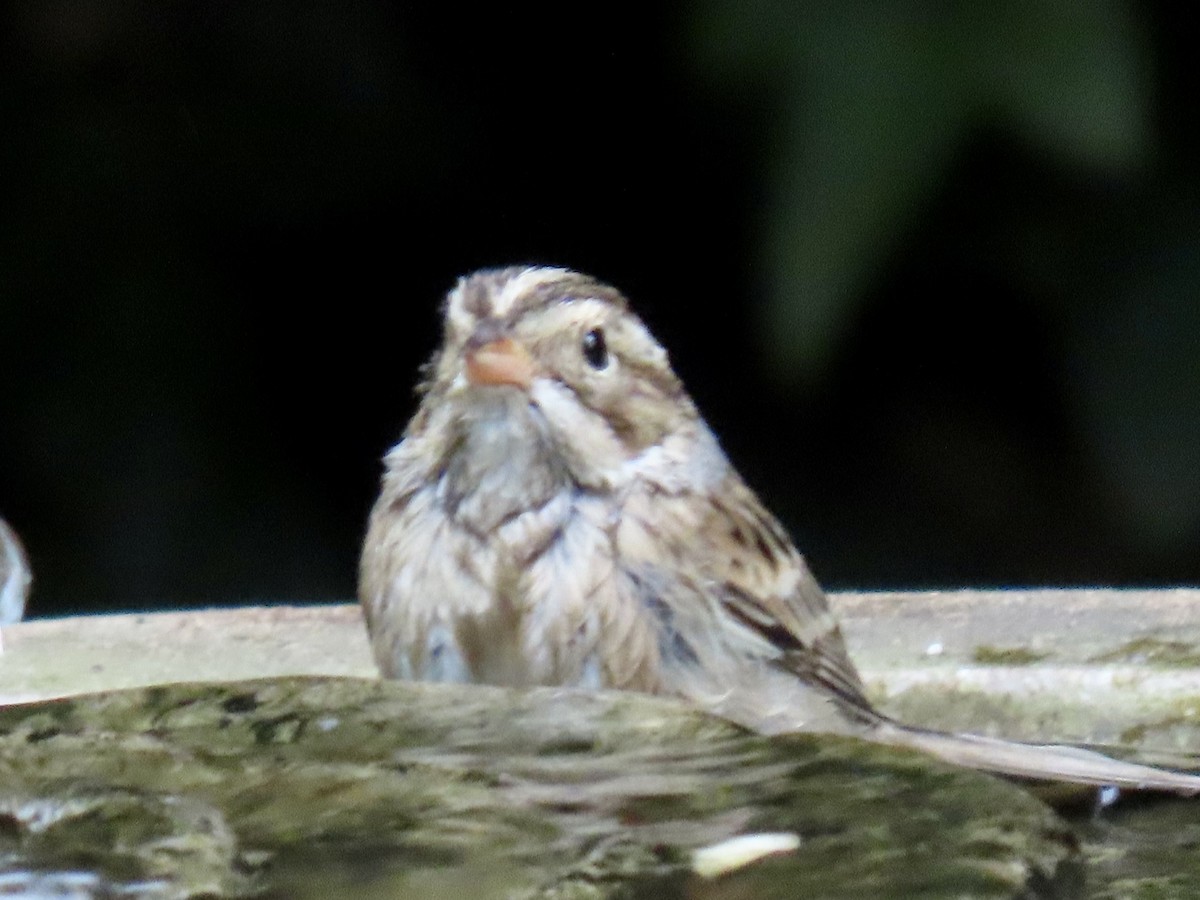 Clay-colored Sparrow - ML642673592