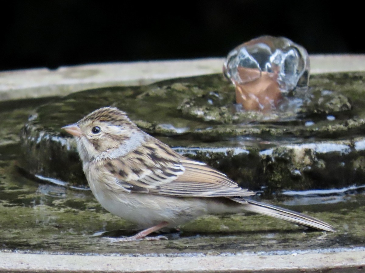 Clay-colored Sparrow - ML642673593