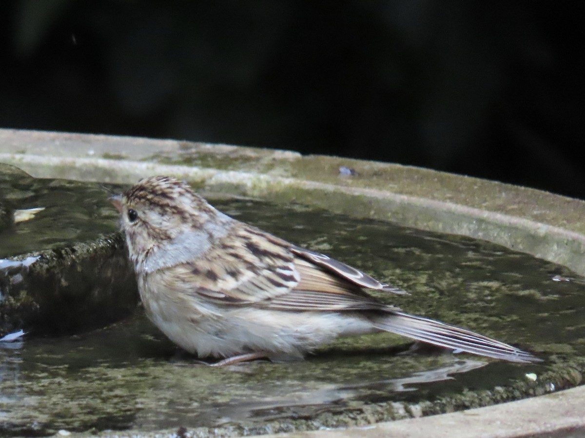 Clay-colored Sparrow - ML642673594