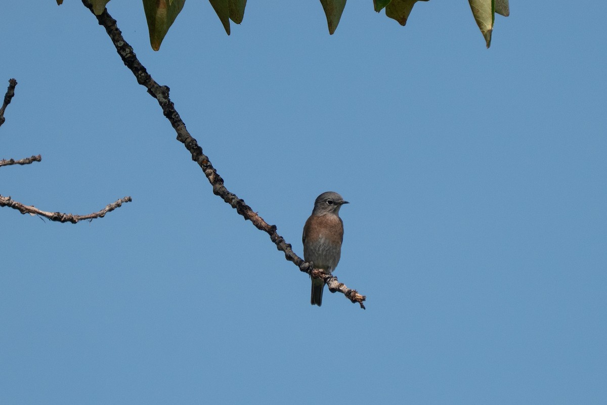 Western Bluebird - ML642673616