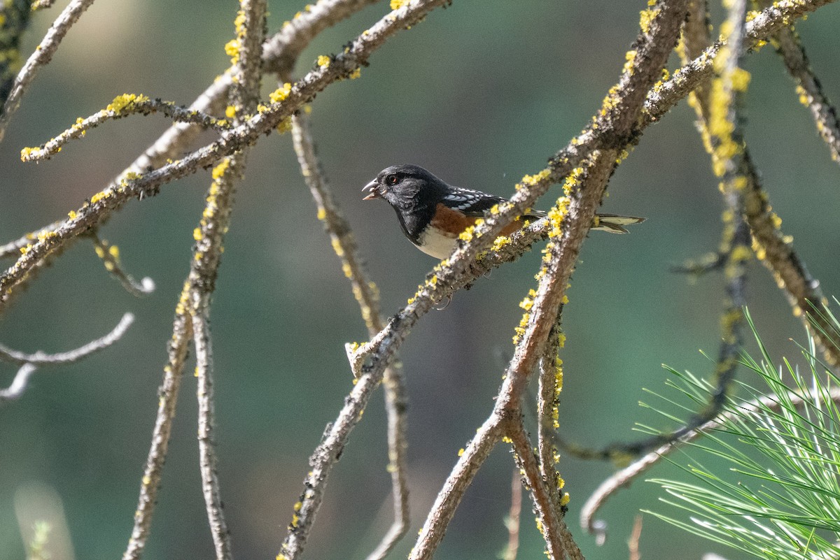 Spotted Towhee - ML642673634