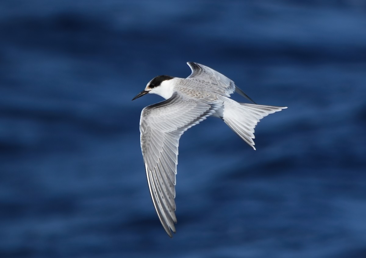 Common Tern - ML642673638
