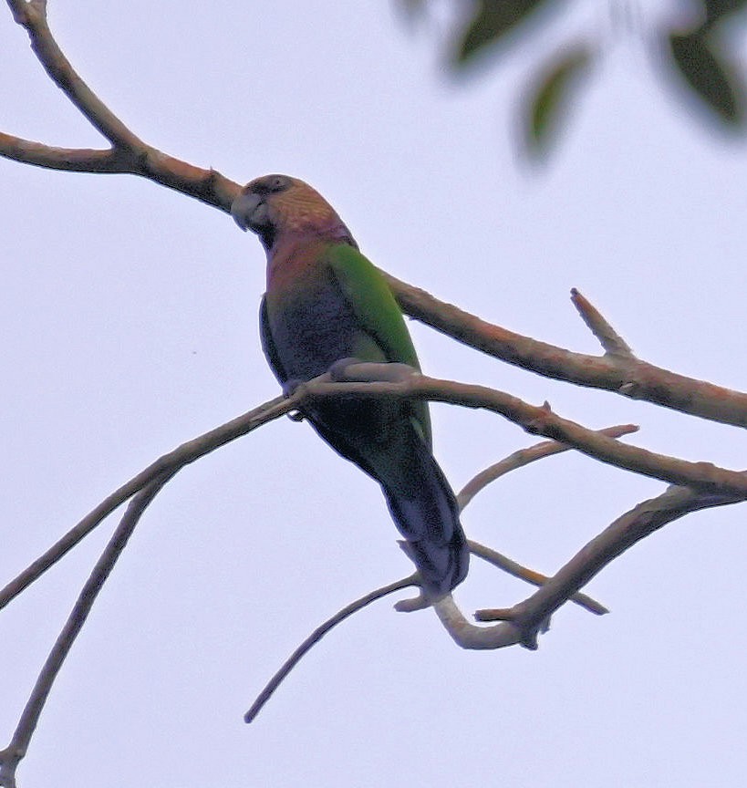 Red-fan Parrot - ML642673641