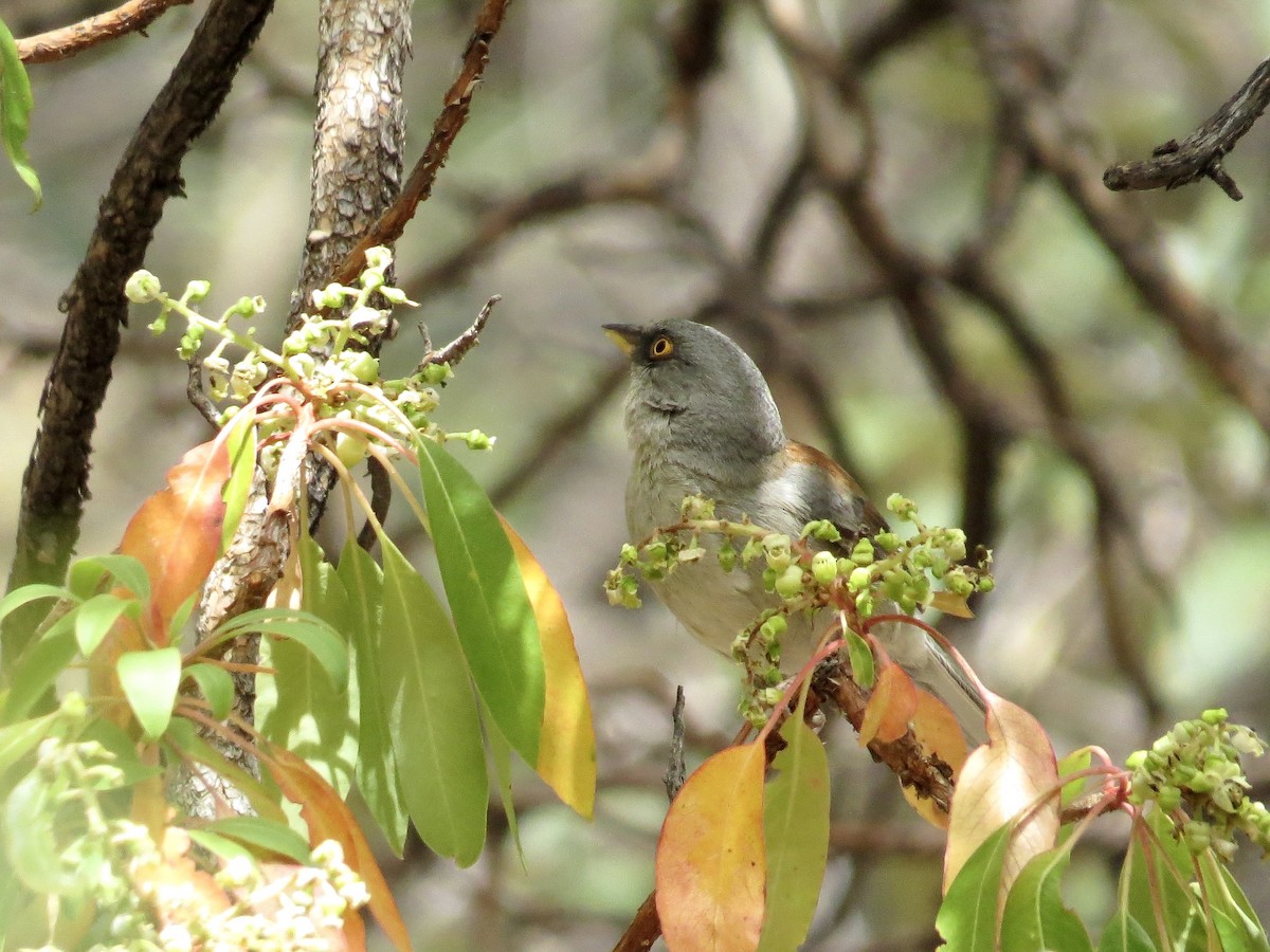 Yellow-eyed Junco - ML642673644