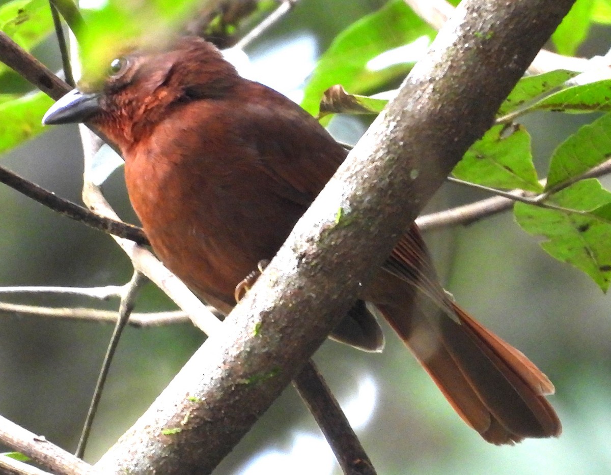 Red-crowned Ant-Tanager - ML642673661
