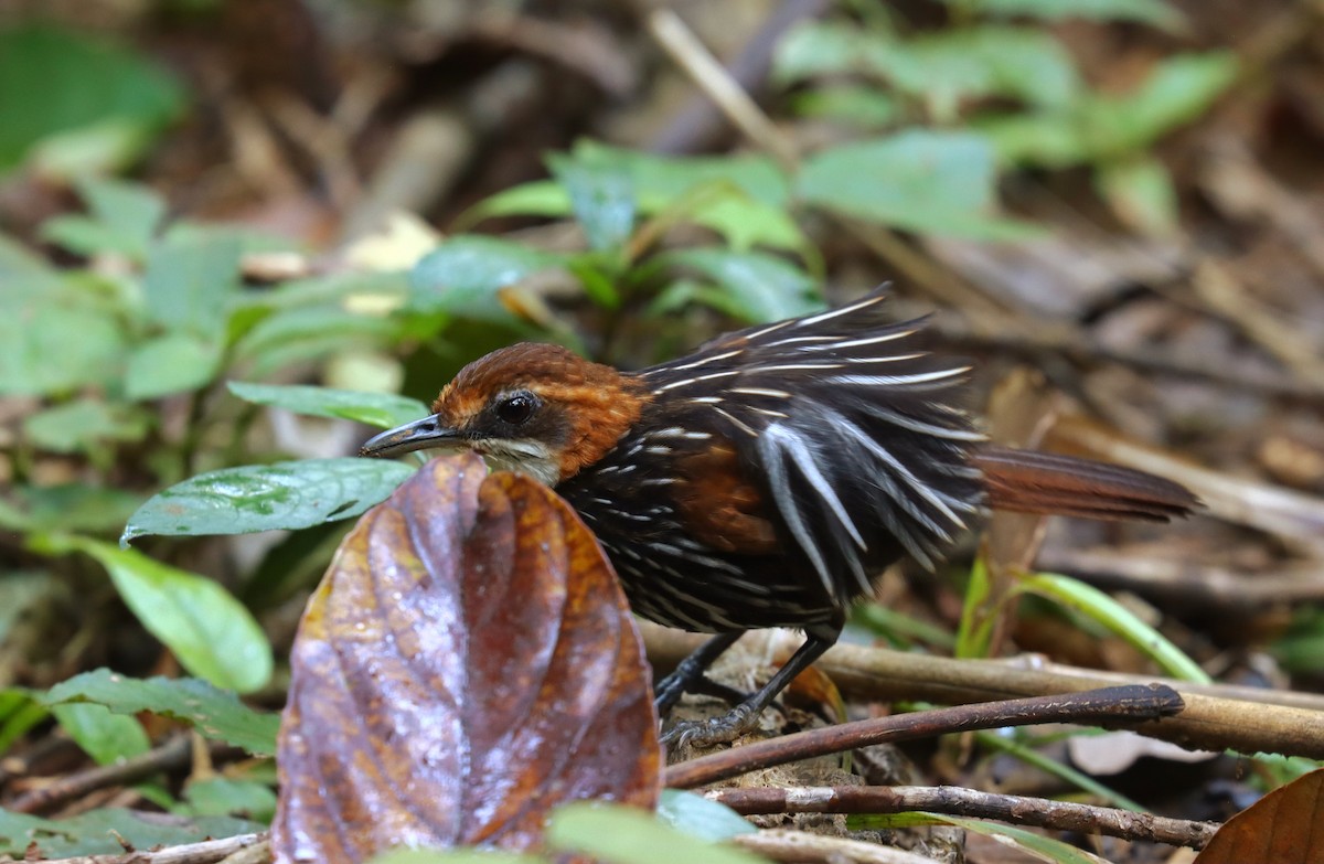 Turdinule de Palawan - ML642673663