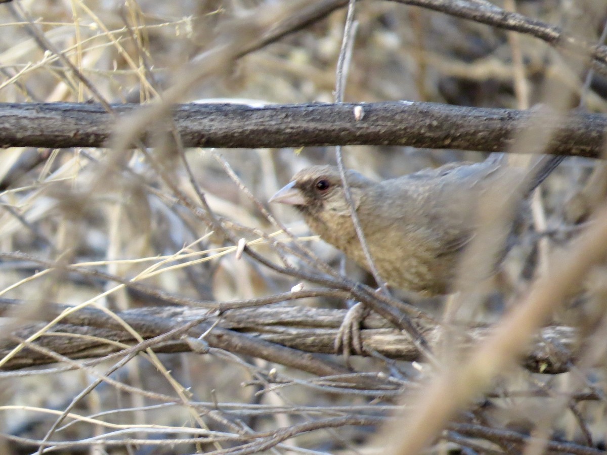 Abert's Towhee - ML642673666