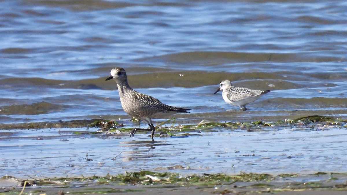American Golden-Plover - ML642673677
