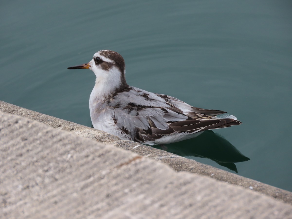 polarsvømmesnipe - ML642673680