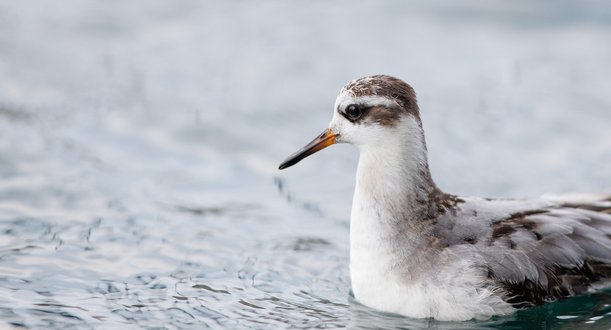 polarsvømmesnipe - ML642673681