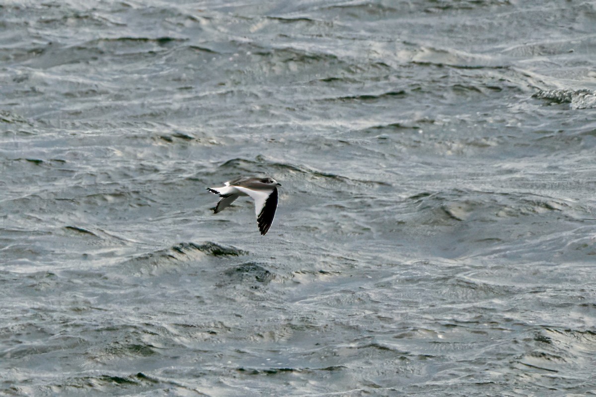 Sabine's Gull - ML642673693