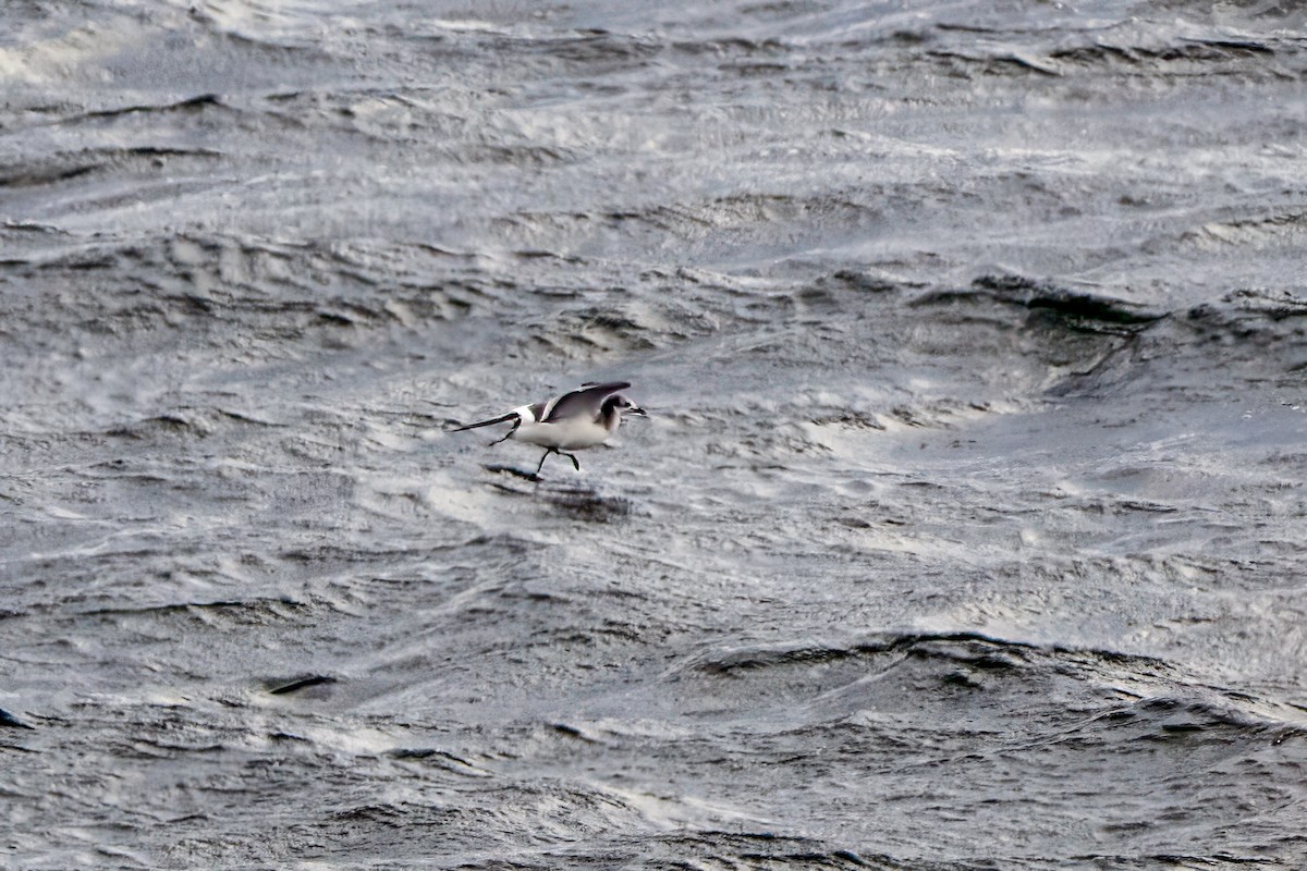Sabine's Gull - ML642673694