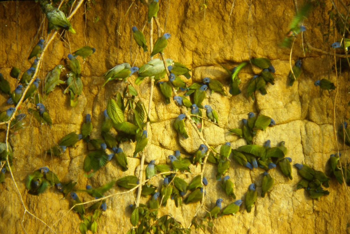 Blue-headed Parrot - ML642673702