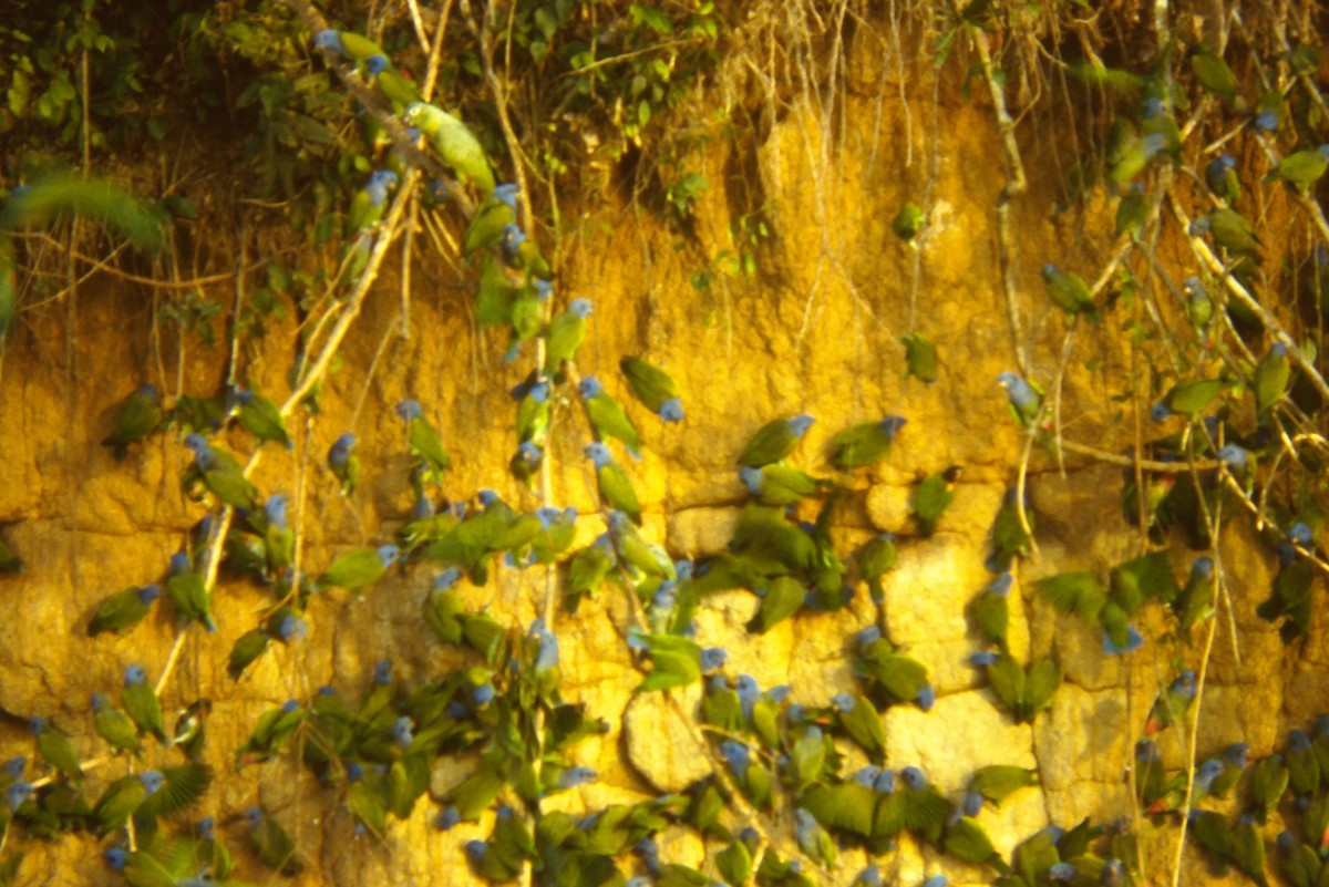 Blue-headed Parrot - ML642673703
