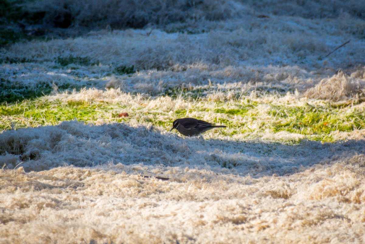 Buff-winged Cinclodes - ML642673704