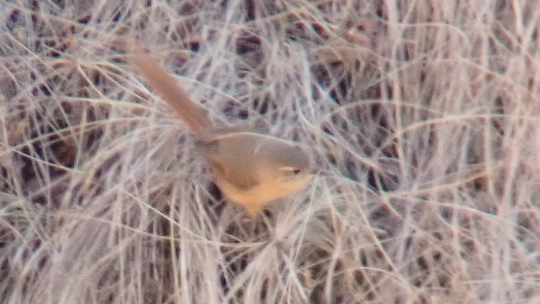 Tawny Tit-Spinetail - ML642673710
