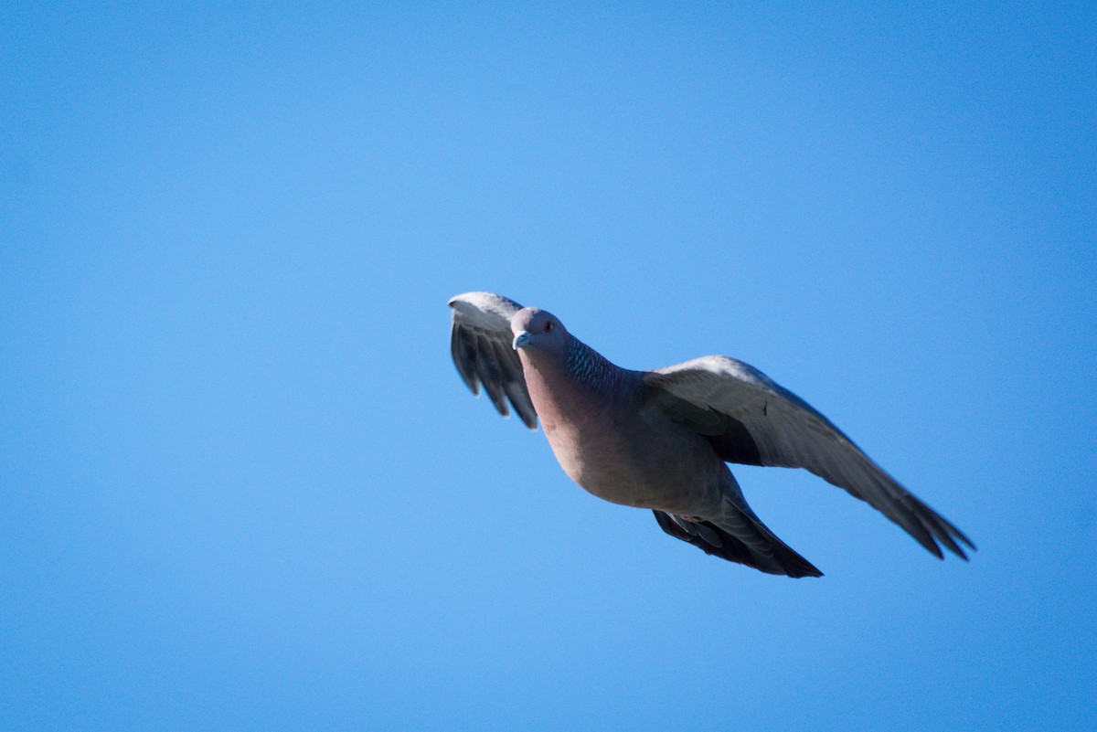 Picazuro Pigeon - ML642673712