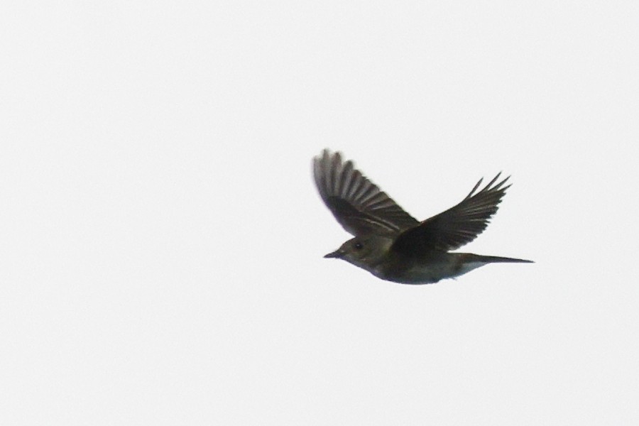 Western/Eastern Wood-Pewee - ML642673725
