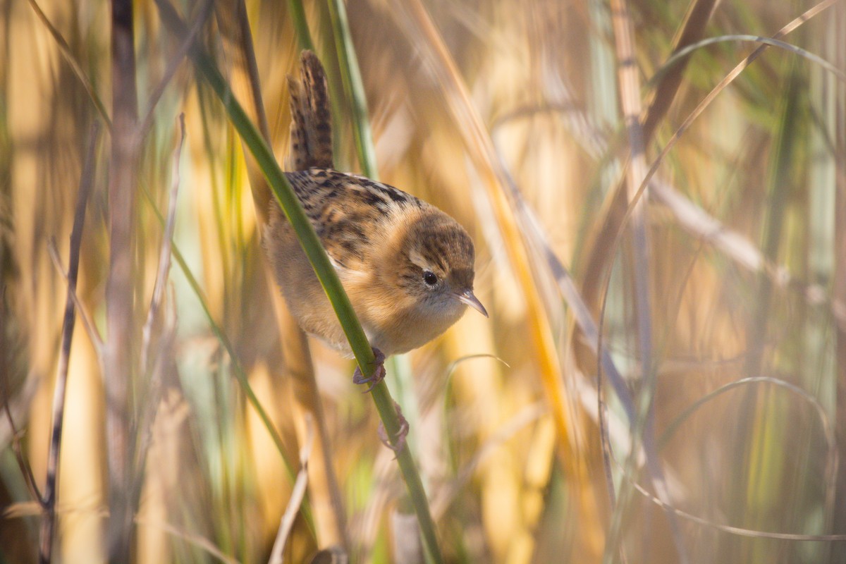 Grass Wren - ML642673740