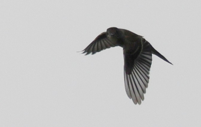 Western/Eastern Wood-Pewee - ML642673751