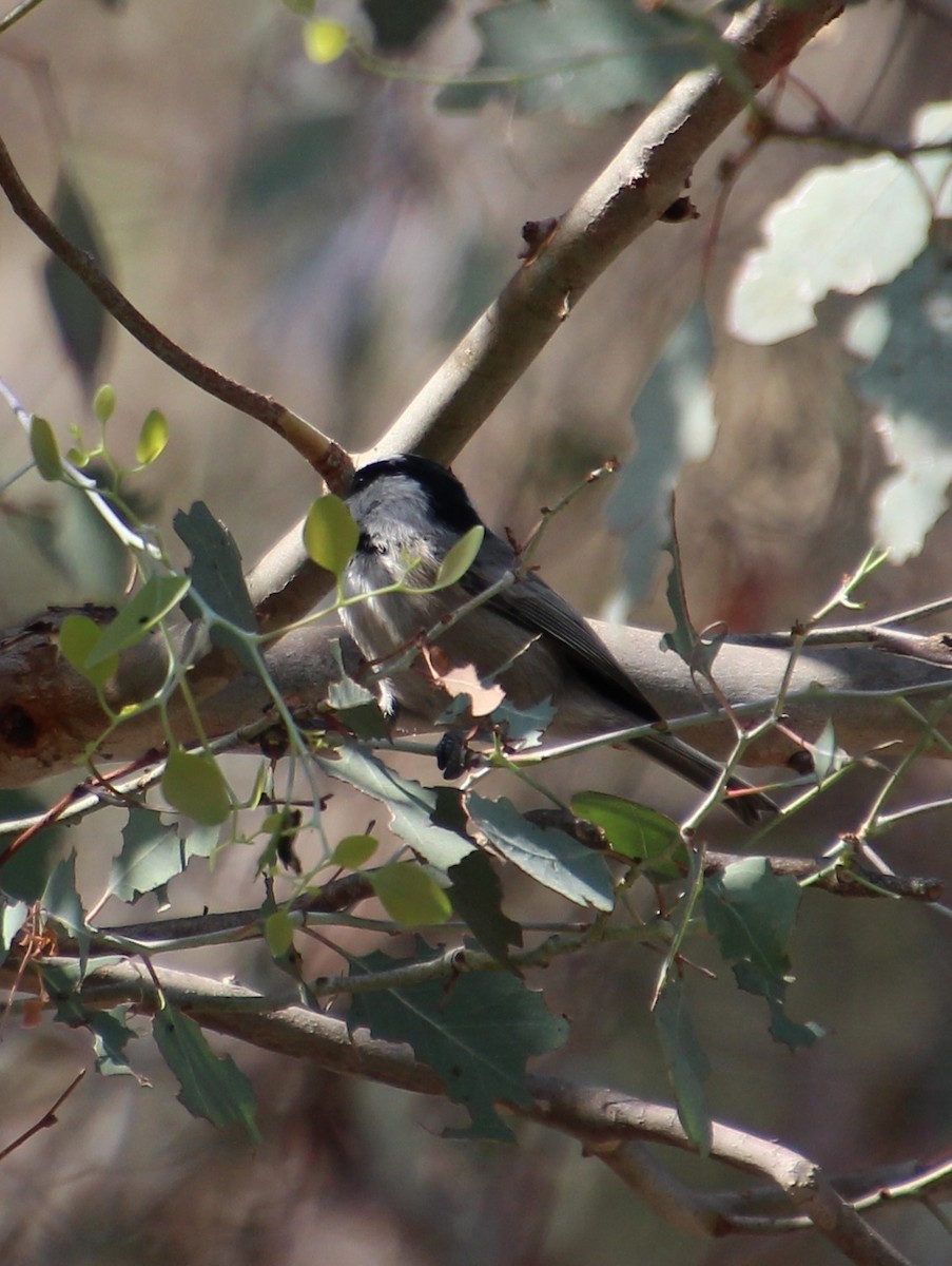 Mountain Chickadee - ML642673763