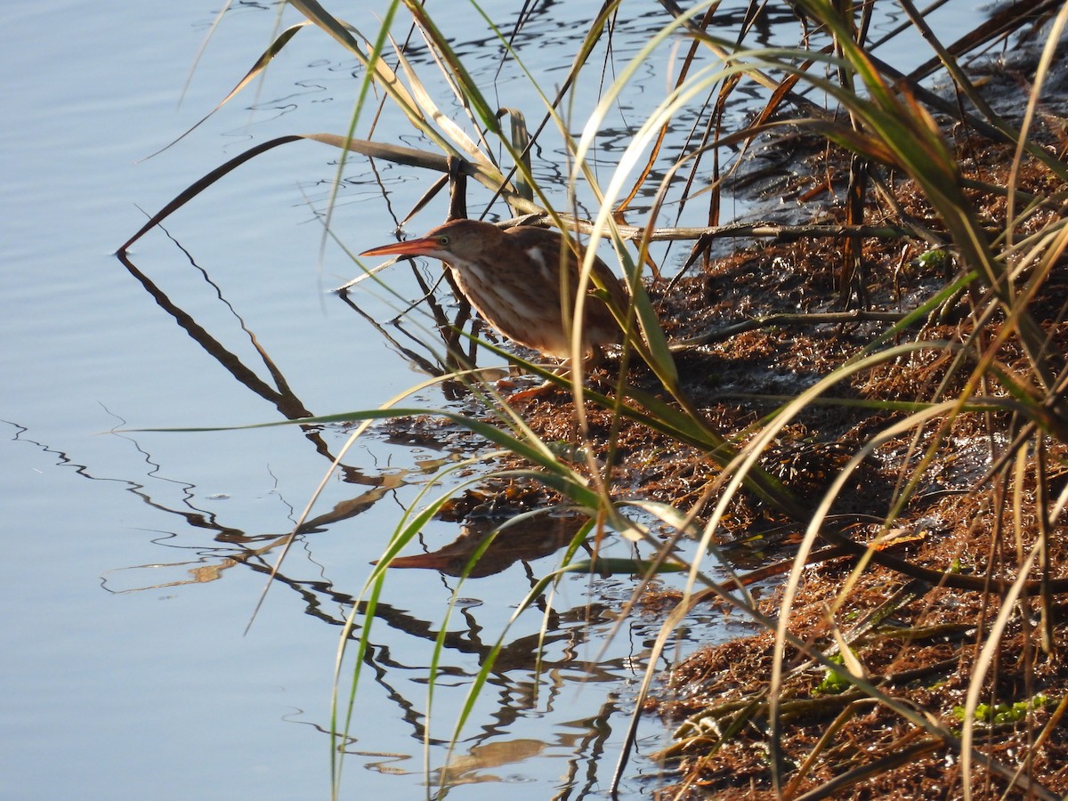Least Bittern - ML642673771