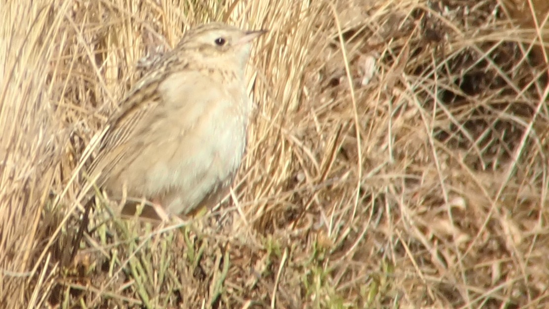 Paramo Pipit - ML642673772