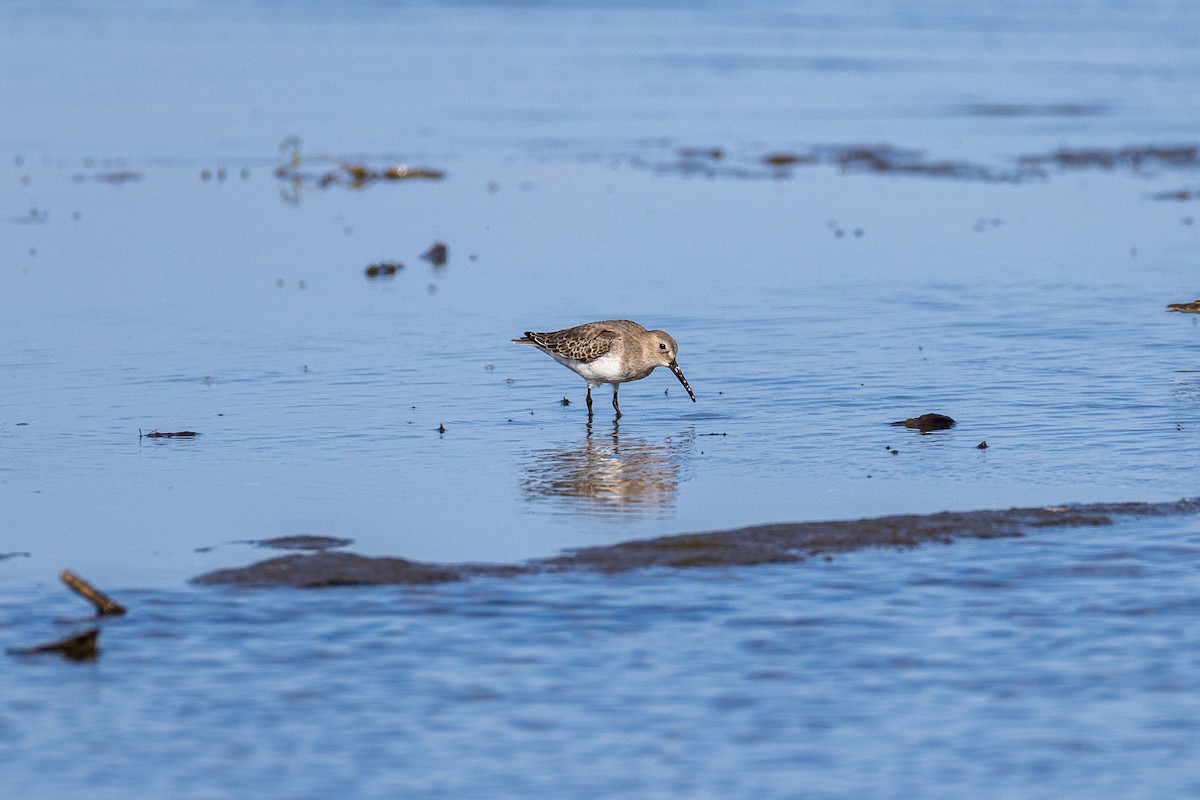 Dunlin - ML642673778