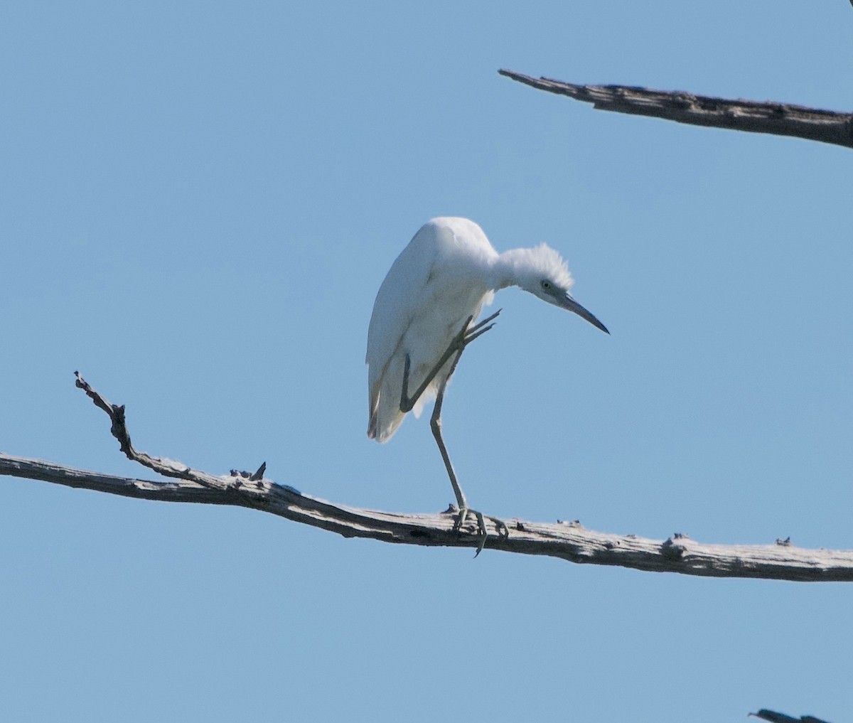 Little Blue Heron - ML642673781
