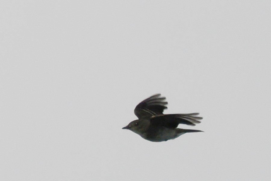 Western/Eastern Wood-Pewee - ML642673782