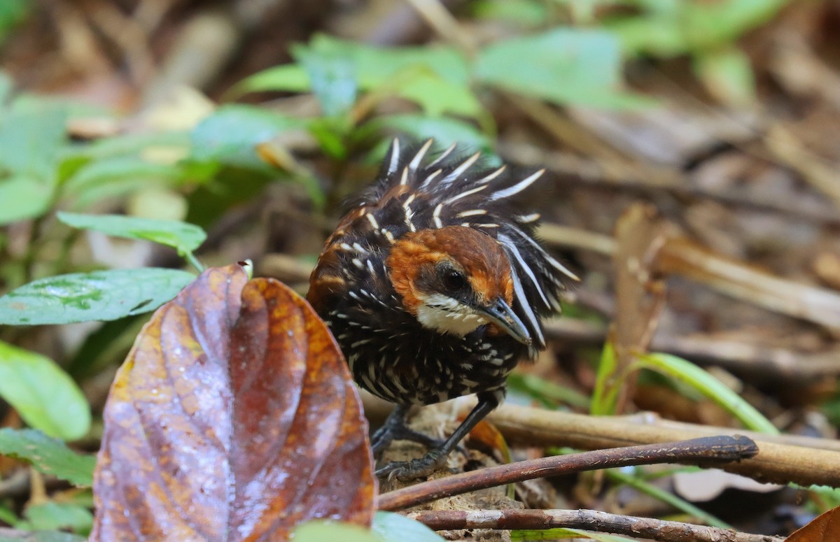 Falcated Wren-Babbler - ML642673792