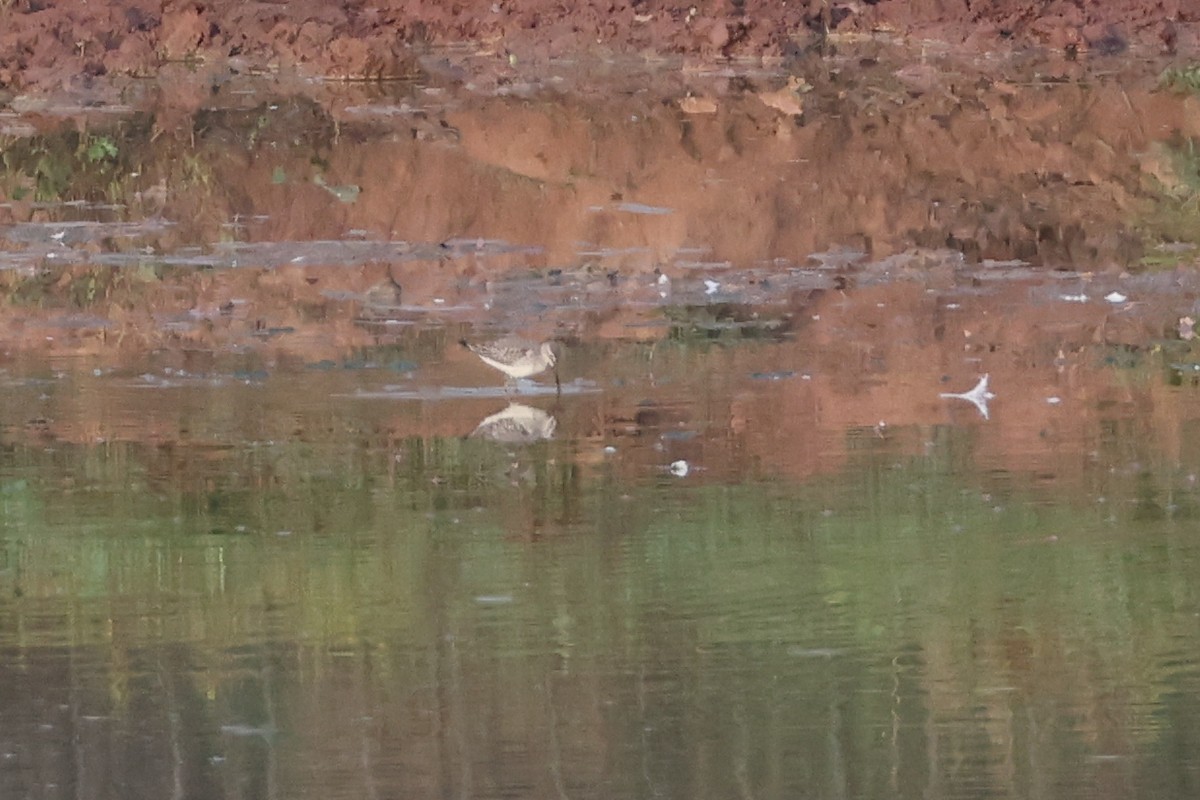 Stilt Sandpiper - ML642673794
